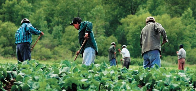 Recruitment For Farm Workers in Canada